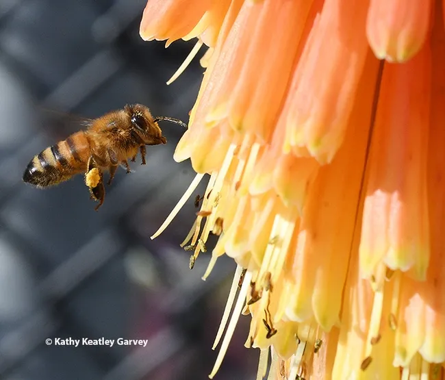 A honey bee heads for a "Christmas Cheer" poker plant on Dec. 26 in the UC Davis Arboretum and Public Garden. (Photo by Kathy Keatley Garvey)