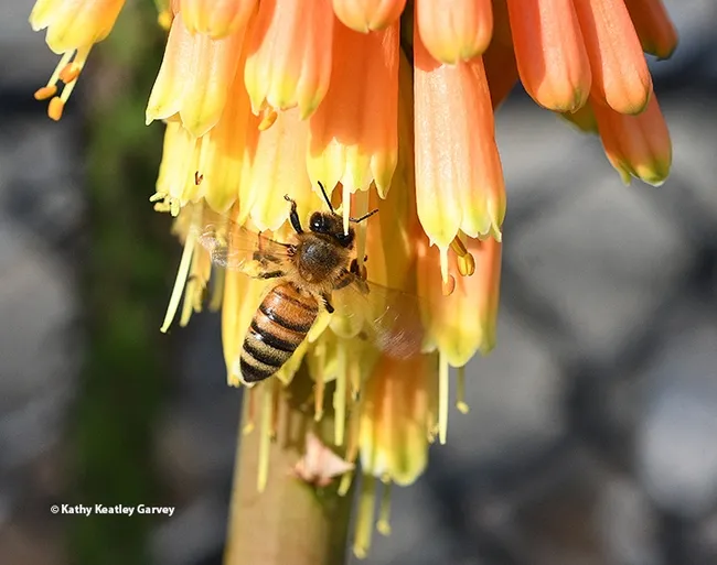 The colors of the honey bee and the "Christmas Cheer" poker plant soothe the soul. (Photo by Kathy Keatley Garvey)