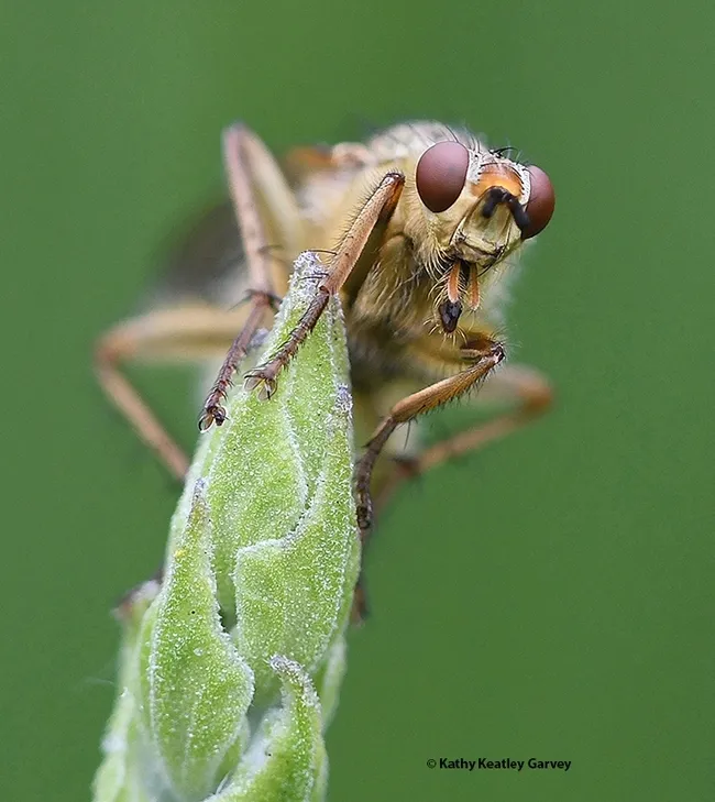 A golden dung fly, Scathophaga stercoraria, peers at the photographer. (Photo by Kathy Keatley Garvey)