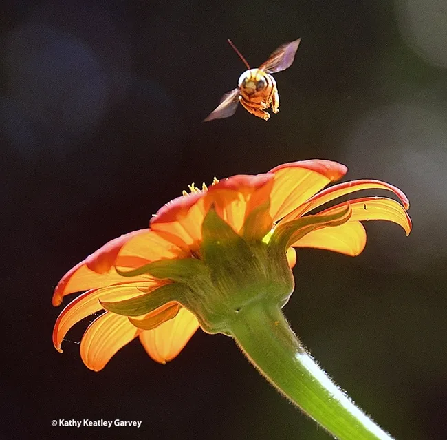 A territorial male native bee, Melissodes agilis, sails over Tithonia rotundifola. (Photo by Kathy Keatley Garvey)