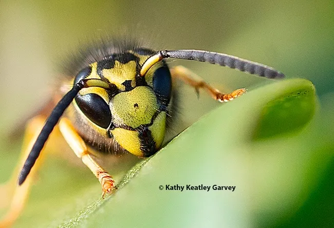 A Western yellowjacket, Vespula pensylvanica, stares at the photographer. (Photo by Kathy Keatley Garvey)
