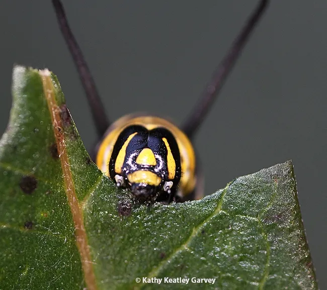 Close-up of a monarch caterpillar munching on milkweed on New Year's Day, 2024, in Vacaville, Calif. (Photo by Kathy Keatley Garvey)