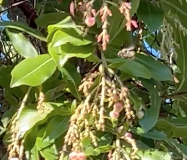 This is a screen shot from the video taken by Nancy Hansen of Fairfield of the black-tailed bumble bee, Bombus melanopygus.