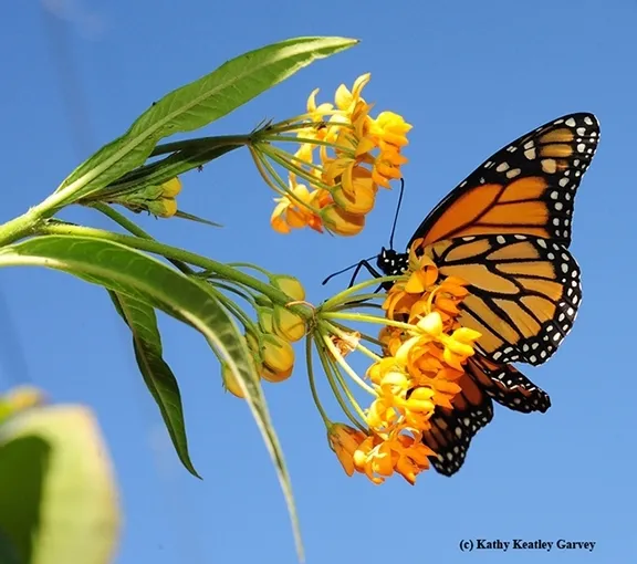Monarch butterfly nectaring on milkweed in a Vacaville garden. (Photo by Kathy Keatley Garvey)