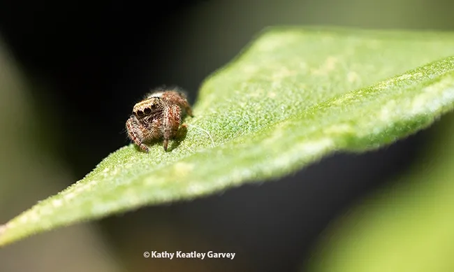 A jumping spider eyes the photographer. (Photo by Kathy Keatley Garvey)