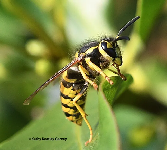 A Western yellow jacket, Vespula pensylvanica, at Bodega Bay. (Photo by Kathy Keatley Garvey)