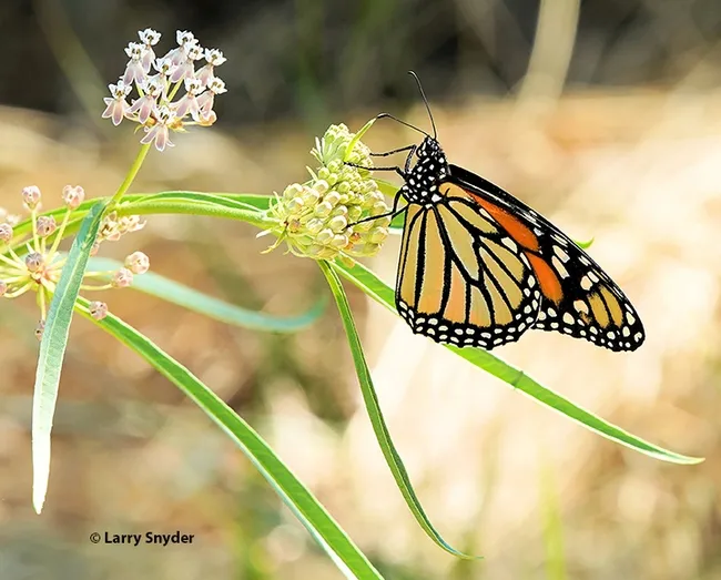 This is one of the images of monarchs that Davis resident Larry Snyder took at the North Davis Channel.