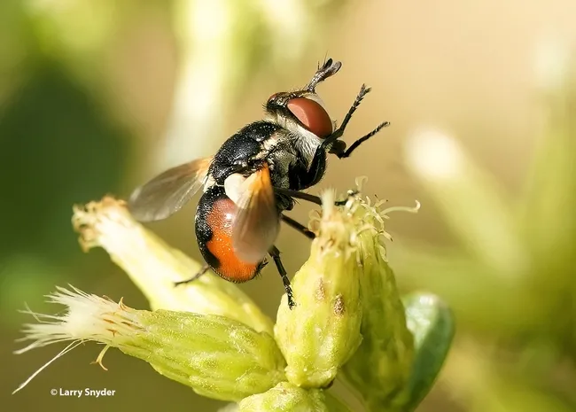 A tachnid fly grooming in the morning sun at the North Davis Channel. (Photo by Larry Snyder)