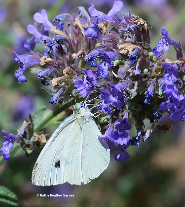 A cabbage white butterfly, Pieris rapae, sipping nectar on catmint (Nepeta). (Photo by Kathy Keatley Garvey)