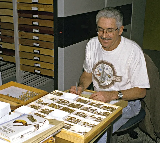 The late Mike Smith, a 20-year U.S. Air Force veteran who retired in Folsom, looks over his collection. The sheep moths he collected are now in the Bohart Museum. He passed in 2003. (Photo courtesy of Jeff Smith, curator of the Bohart Museum's lepidoptera collection)