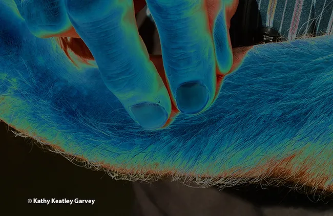 Approximately 50 million Americans (20 percent of the population) suffer from chronic pain, according to the Centers for Disease Control and Prevention. (Photo by Kathy Keatley Garvey)