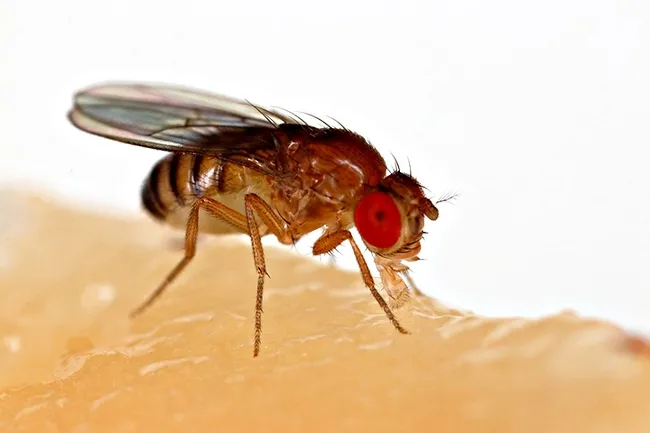 A fruit fly, Drosophila melanogaster, feeding on a banana. (Photo by Sanjay Acharya, Wikipedia)