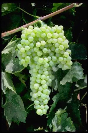 grapes from garden web