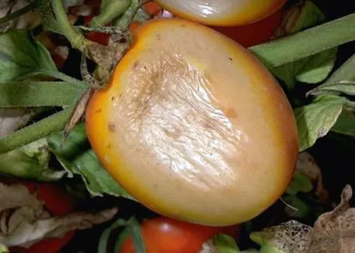Sun Damaged Tomato - UCANR