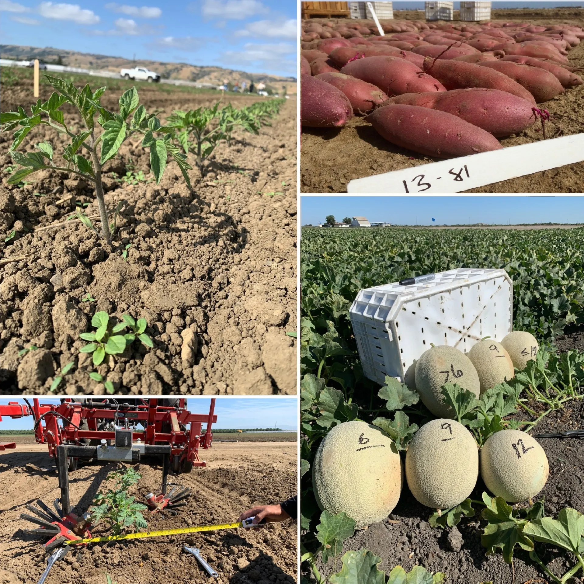 Vegetable photo collage new