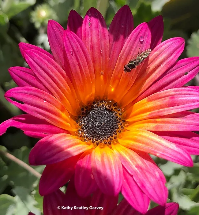 A syrphid fly forages on an Arctotis "Pink Sugar" African daisy in Vacaville. Note the raindrops on the blossom. (Photo by Kathy Keatley Garvey)