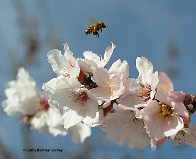 A honey bee buzzes over an almond branch on its way to pollinate another blossom. (Photo by Kathy Keatley Garvey)