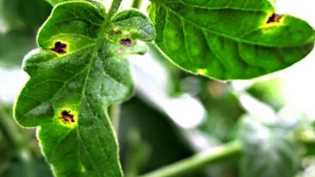 Tomato spotted wilt virus. (Photo courtesy of UC Davis distinguished professor Diane Ullman)
