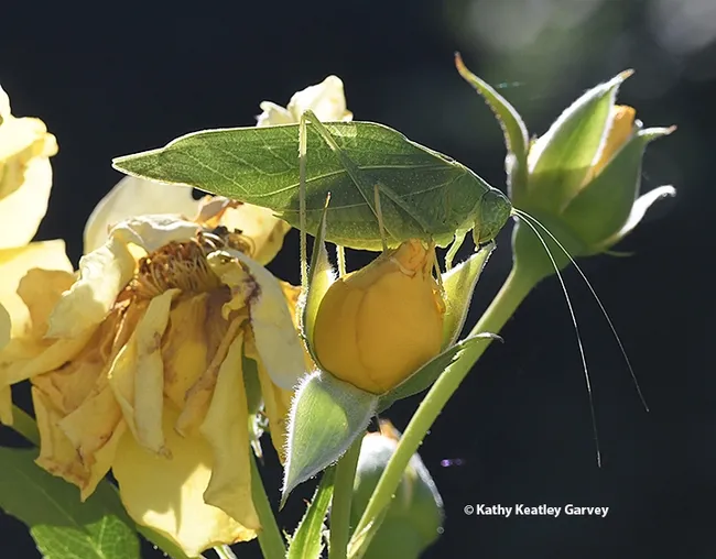 A katydid munching on a yellow rose, "Sparkle and Shine," in Vacaville. (Photo by Kathy Keatley Garvey)
