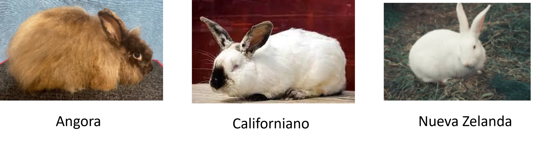 rabbit breeds es