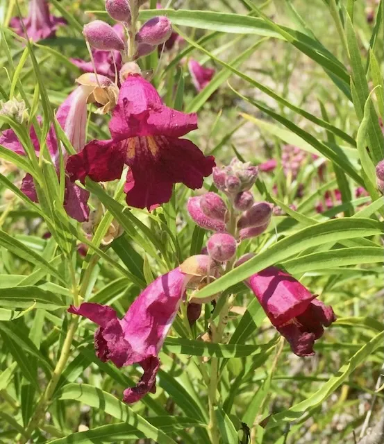 Natives Photo_by_Delores_Morrison