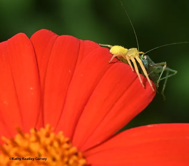 A crab spider nailing a katydid. (Photo by Kathy Keatley Garvey)