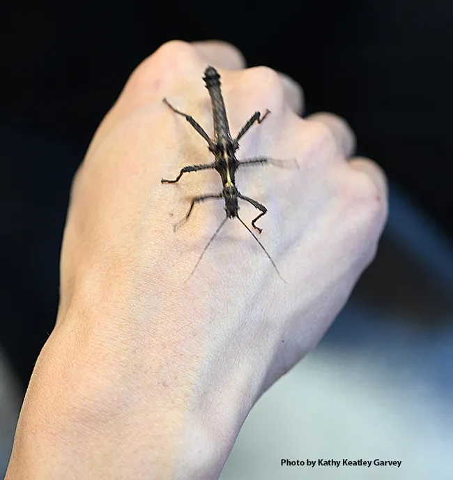 A walking stick descends a hand. (Photo by Kathy Keatley Garvey)