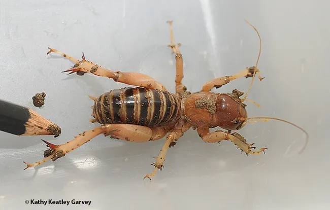 The Jerusalem cricket can reach 2.5 inches in length. (Photo by Kathy Keatley Garvey)