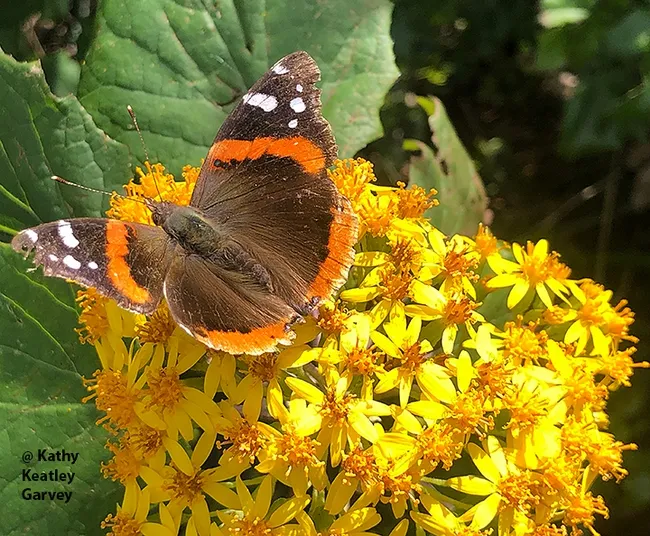 A Red Admiral, Vanessa atalanta, spreads its wings on a Roldana aschenborniana (Golden Light Senecio) on March 9 in the UC Davis Arboretum and Public Garden. (Photo by Kathy Keatley Garvey)