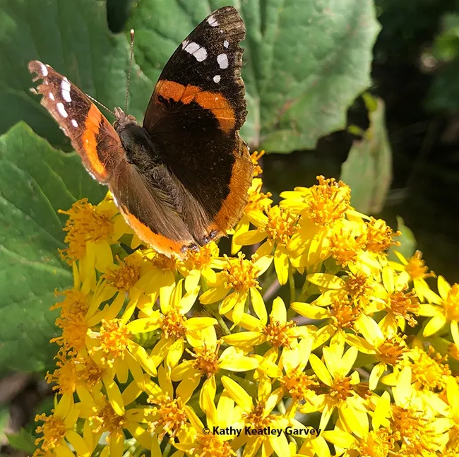 The Red Admiral prepares to take flight over a Roldana aschenborniana (Golden Light Senecio) in the Storer Garden, UC Davis Arboretum and Public Garden. (Photo by Kathy Keatley Garvey)