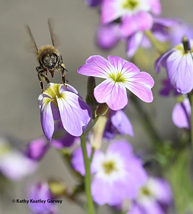 A honey bee prepares to land on a Virginia stock blossom, Malcolmia maritima. (Photo by Kathy Keatley Garvey)