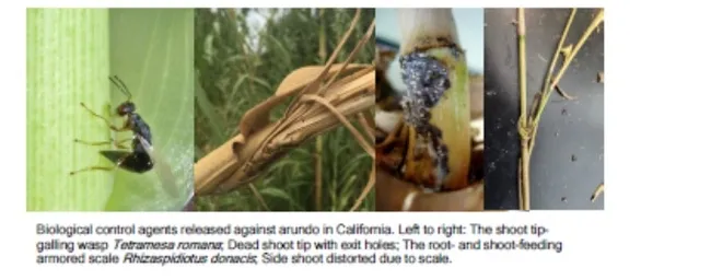 arundo biocontrol figure USDA-ARS-ISPH2023