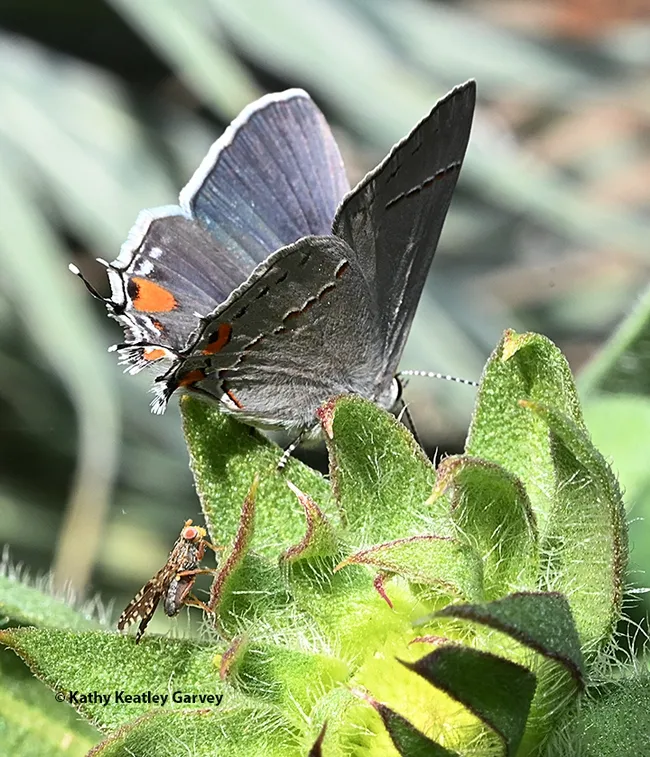 A fruit fly, Neotephritis finalis, peers up at a gray hairstreak butterfly, Strymon melinus, in a bed of Coreopsis. (Photo by Kathy Keatley Garvey)