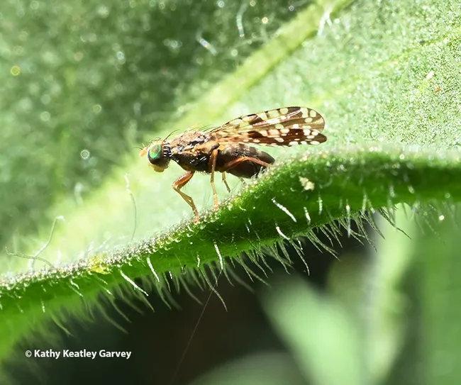 Closeup of a fruit fly, Neotephritis finalis, an organism commonly known as a "sunflower seed maggot." Green is reflected in its eyes. (Photo by Kathy Keatley Garvey)