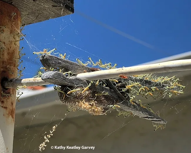About 150 nymphs emerged April 9, 2022 from this ootheca deposited on a clothespin. (Photo by Kathy Keatley Garvey)