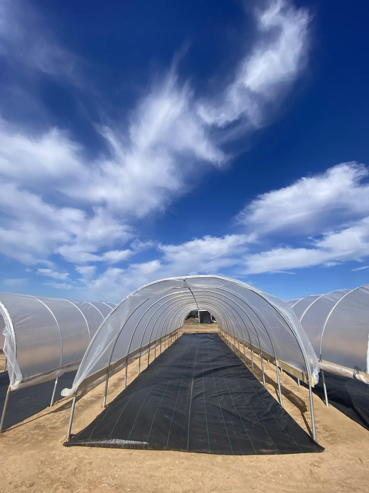 Figure 13. Twelve-foot-wide ground cover was secured under each high tunnel.