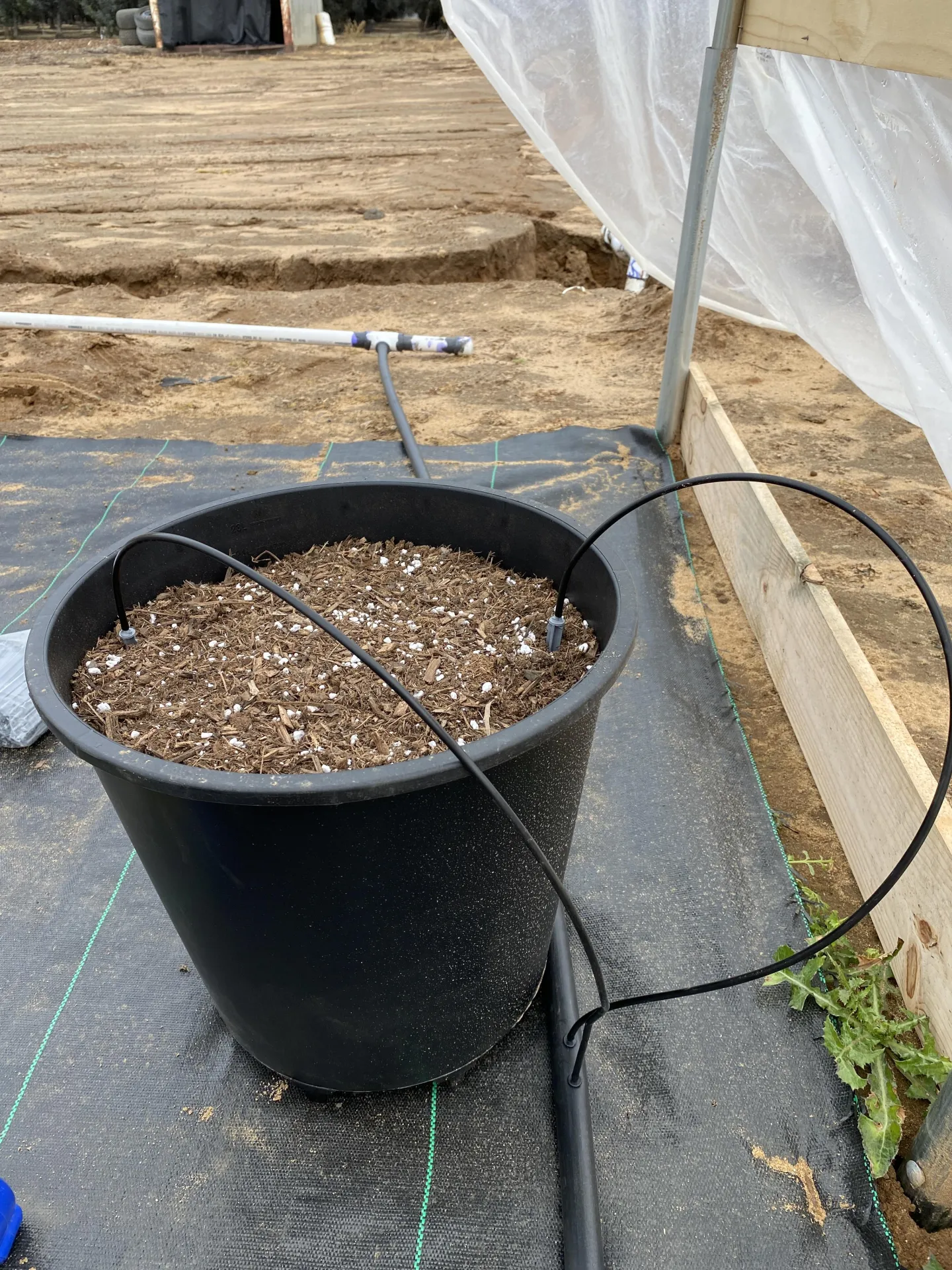 Figure 3. Spaghetti tubing connects the ¾ inch flexible tubing to the grey spot spitters in each blueberry pot.