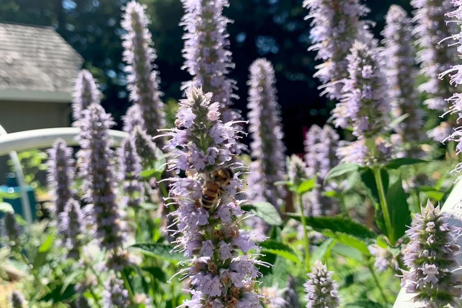 herbal tea garden webinar pic