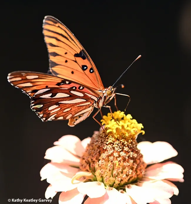 Gulf Fritillary, Agraulis vanillae, foraging on a zinnia in a Vacaville garden. (Photo by Kathy Keatley Garvey)