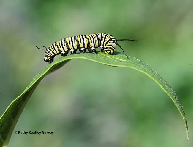 A monarch caterpillar crawling on a milkweed leaf. (Photo by Kathy Keatley Garvey)