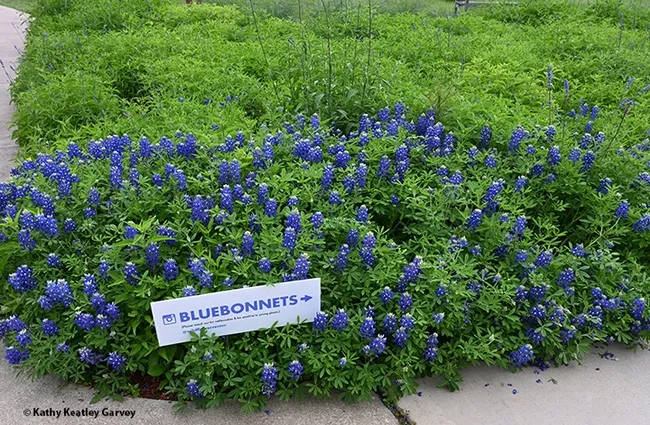 A bluebonnet sign warns visitors of rattlesnakes. (Photo by Kathy Keatley Garvey)