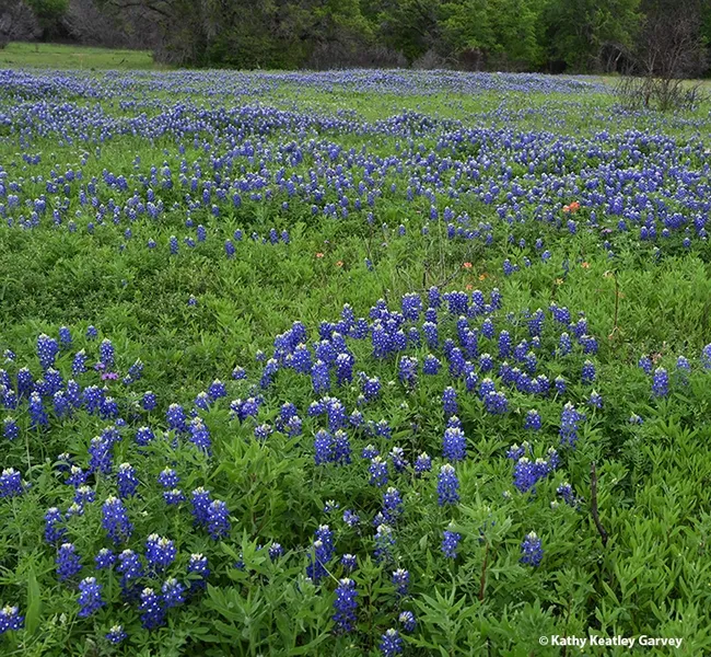 The bluebonnets were spectacular on Easter Sunday. (Photo by Kathy Keatley Garvey)