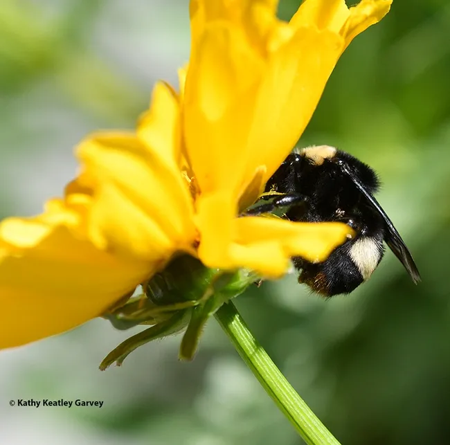 A queen bumble bee, probably a Bombus californicus, forages on a Coreopsis during the April 8th solar eclipse. (Photo by Kathy Keatley Garvey)