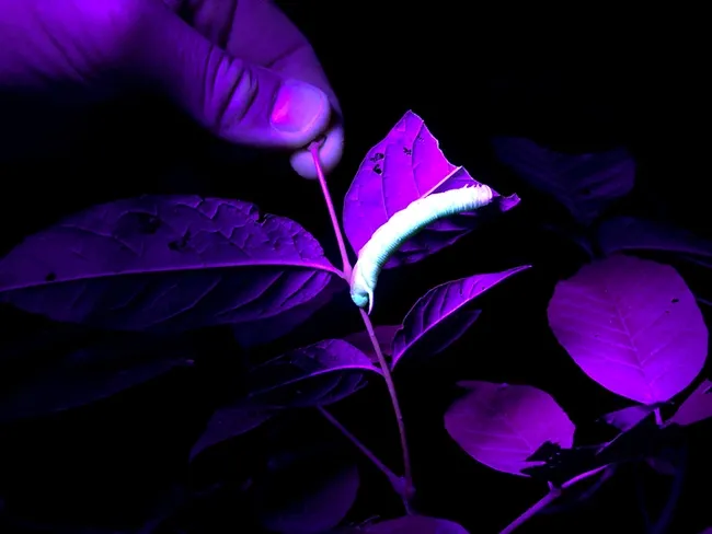 A waved sphinx (Ceratomia undulosa) caterpillar glows under ultraviolet light. (Photo by Grace Horne)