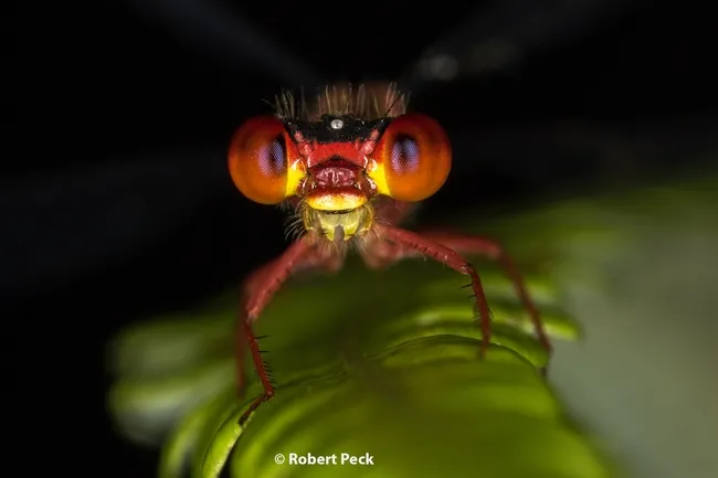 Robert Peck, an entomologist with the University of Hawaii won first prize in the PBESA Photo Salon competition with this image of a damselfly. (Copyright, Robert Peck)