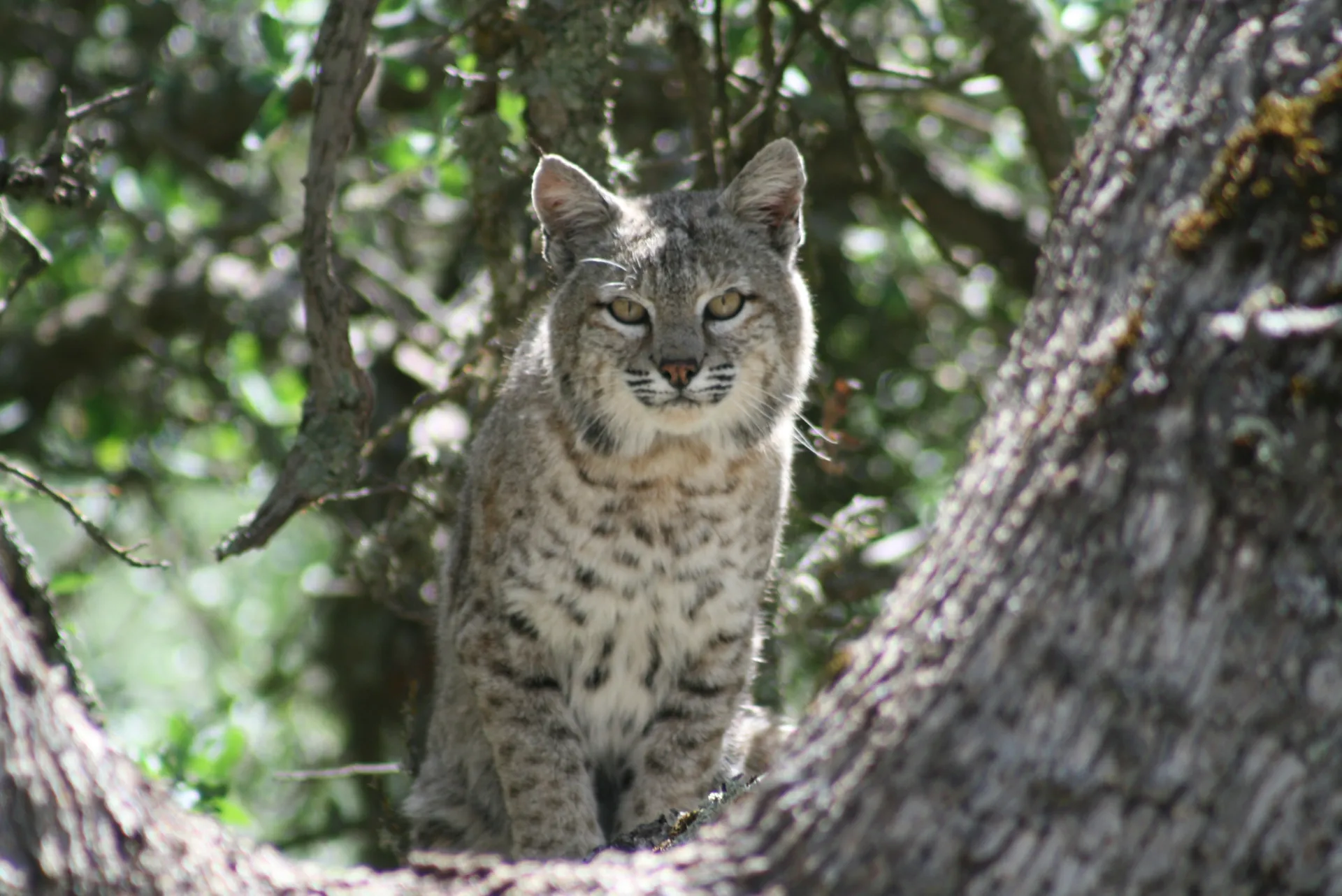 Bobcat