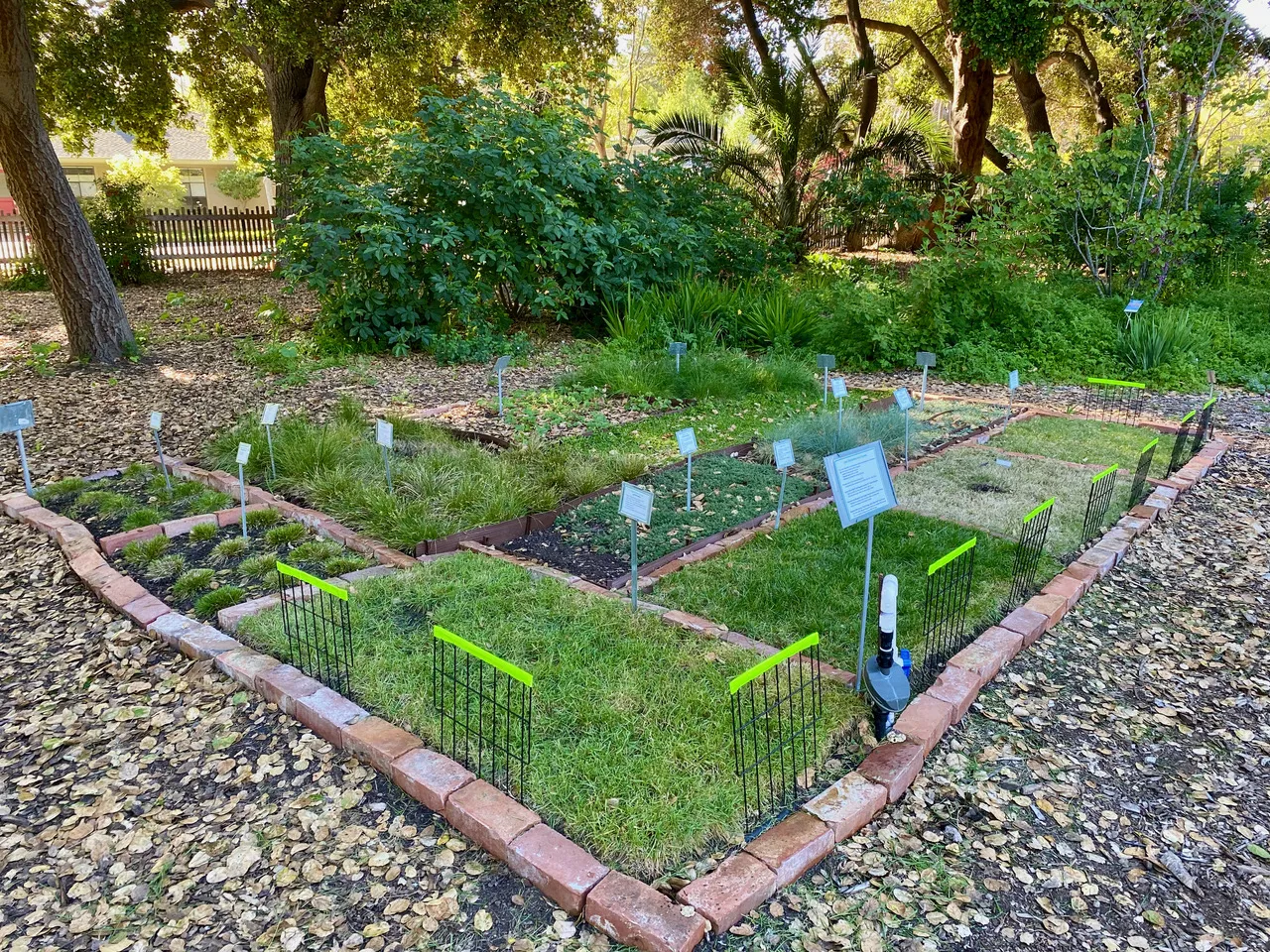 A section of the Lawn Alternatives area at the Palo Alto Demonstration Garden, featuring rectangular plots of different grass alternatives surrounded by brick pathways and green fencing.