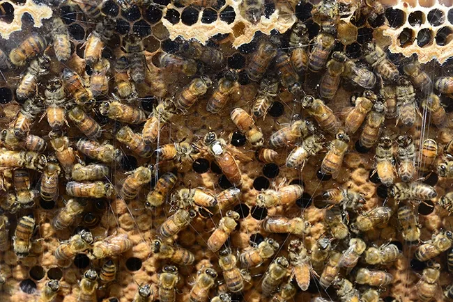 The California Honey Festival will include bee observation hives. (Photo by Kathy Keatley Garvey)