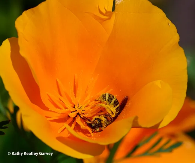 A sweat bee, genus Halictus and family Halictidae, collecting pollen from a California golden poppy, the state flower. Both the bee and the flower are natives of California. (Photo by Kathy Keatley Garvey)