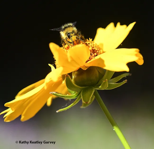 A bumble bee forages on Coreopsis in Vacaville. (Photo by Kathy Keatley Garvey)